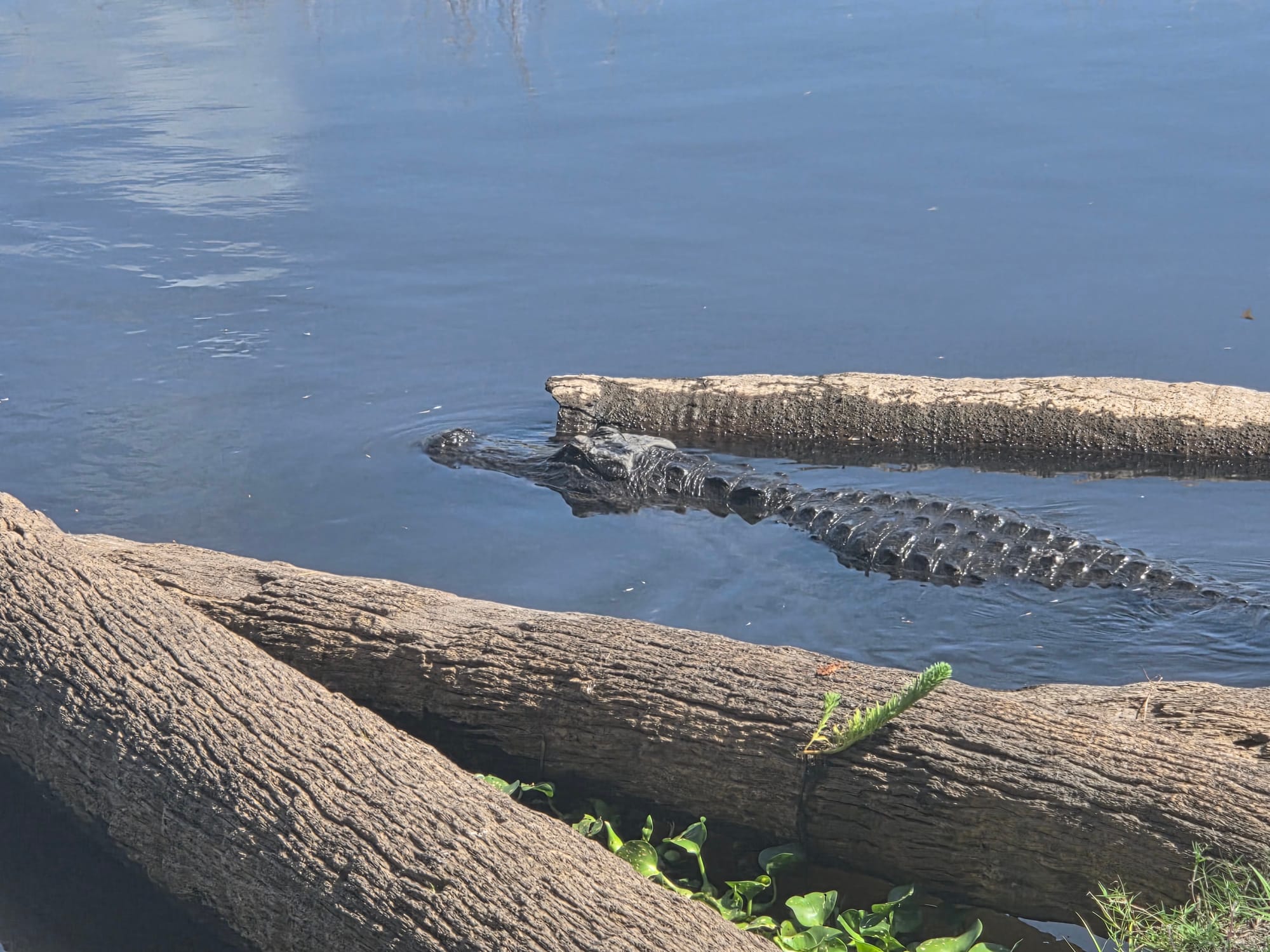 Activation Report: Myakka River State Park (US-1904) — May 25, 2026