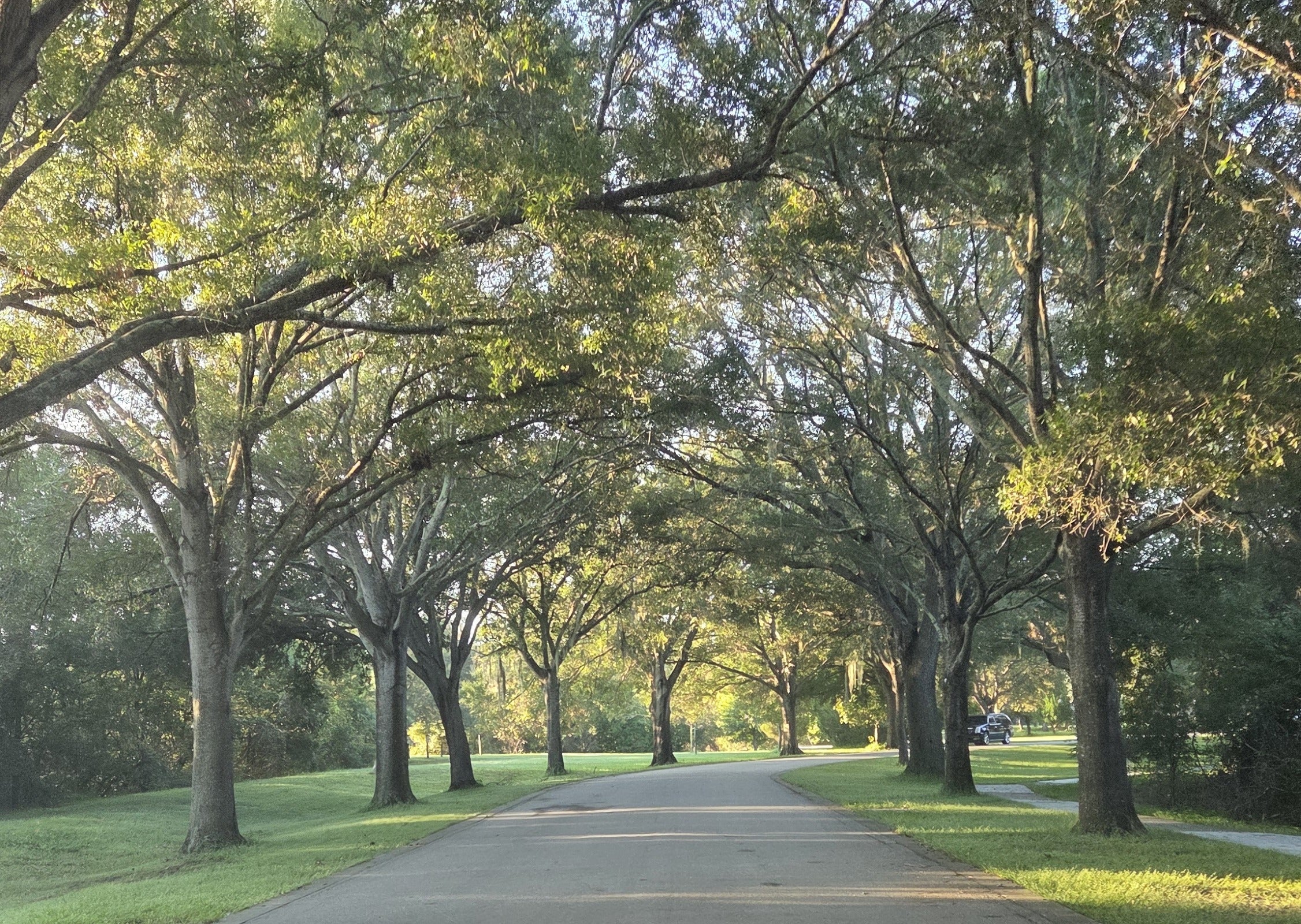 Tree-lined park road at Sawgrass Lake Park, mature oak canopy arching overhead, morning light on pavement and grass